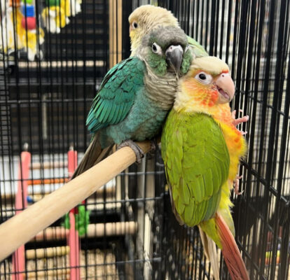 Conure Parrots