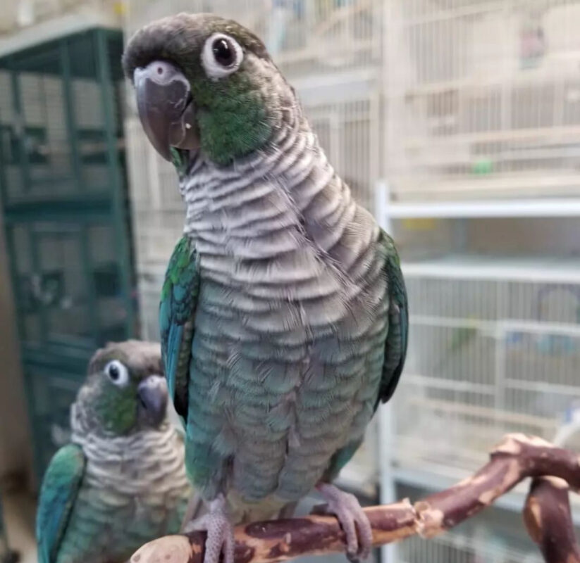 Buy Conure Parrots